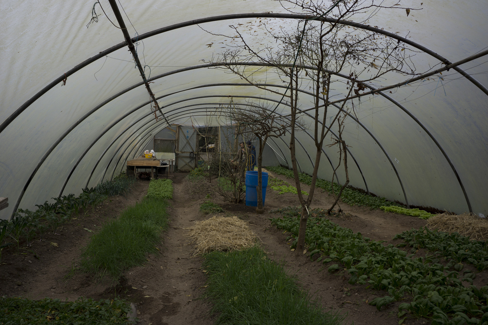 A poly tunnel at the ecovillage The Hollies A poly tunnel at the ecovillage The Hollies
