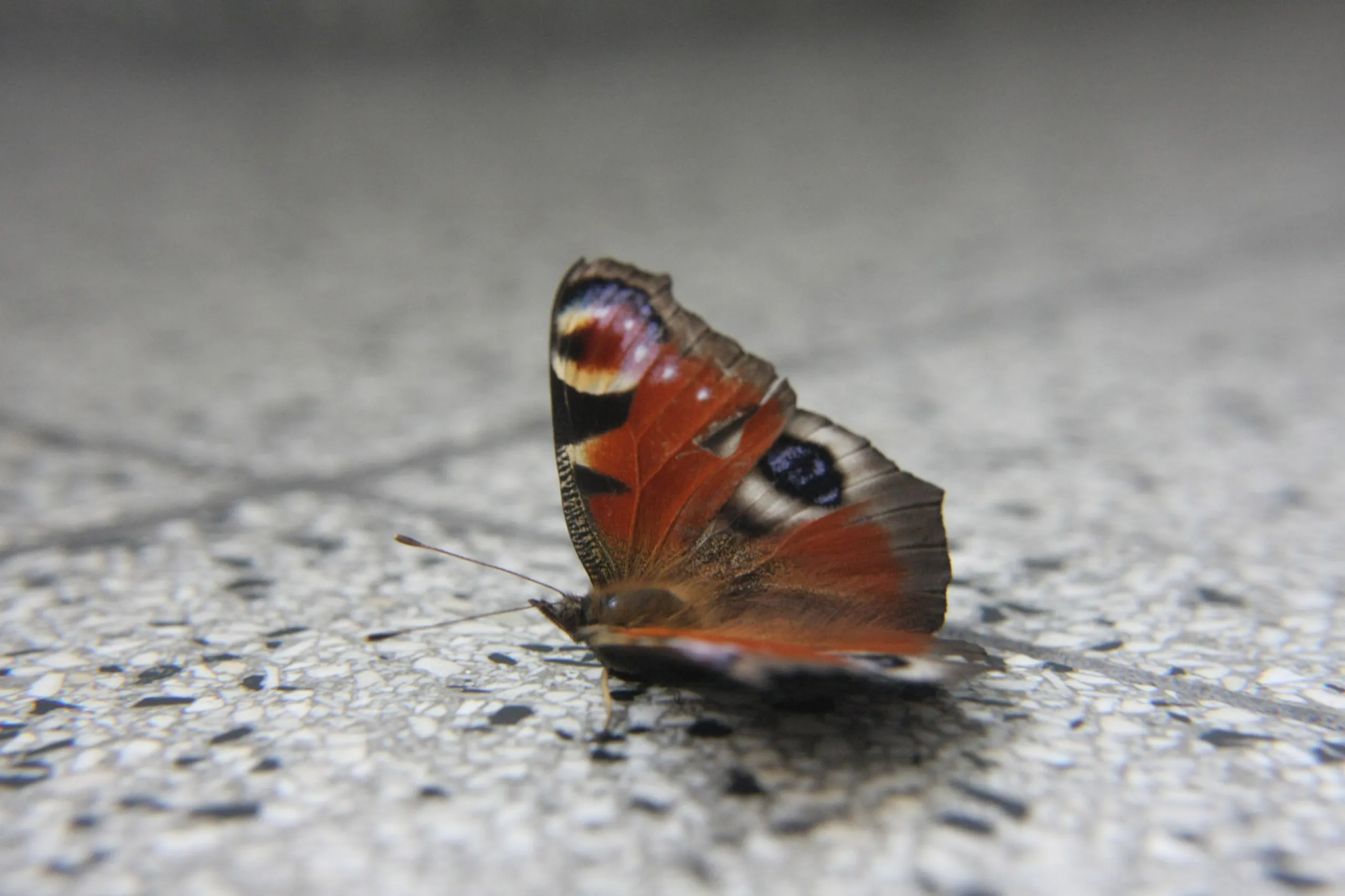 Butterfly at the end of its live span