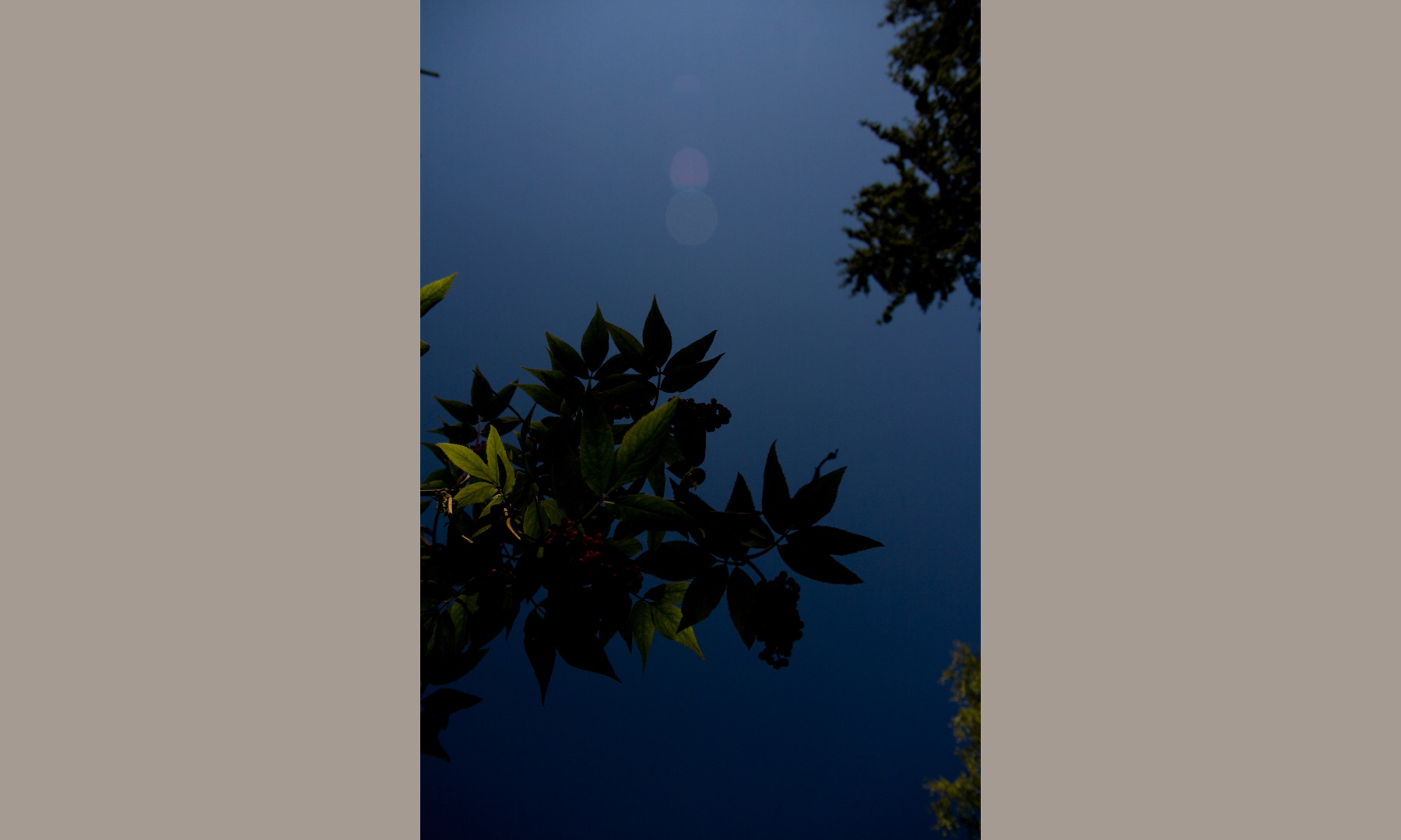 laying in the grass looking upwards