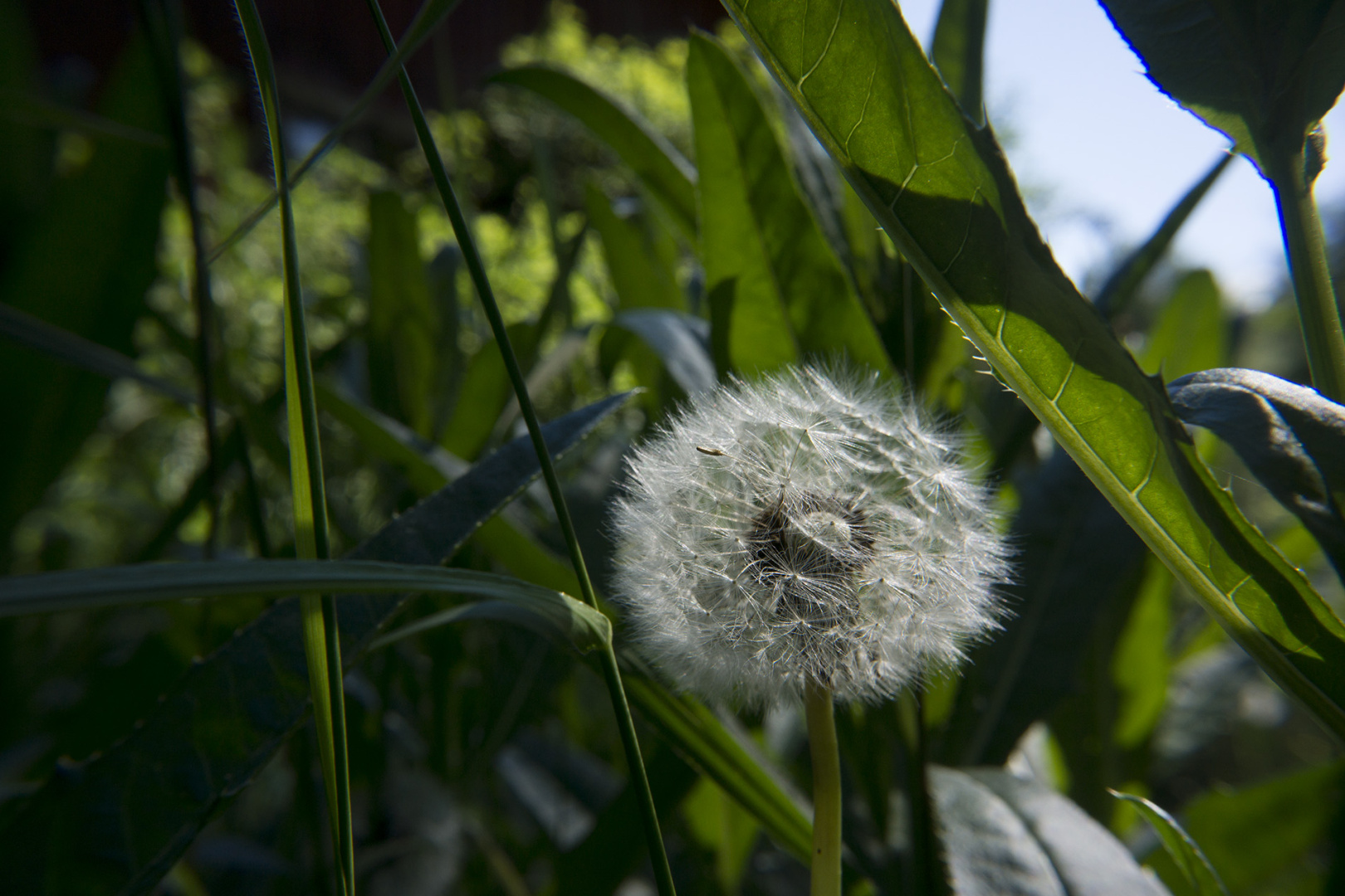 A dandelion ready to be blown away A dandelion ready to be blown away
