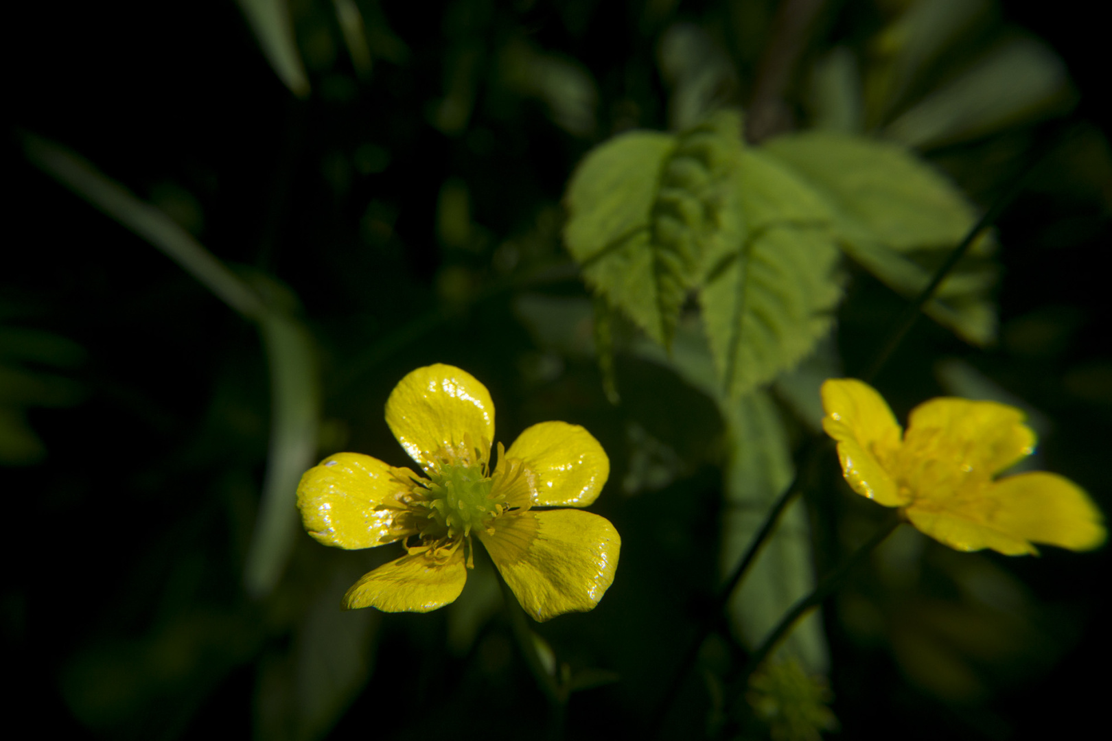 A yellow flower in front of green A yellow flower in front of green