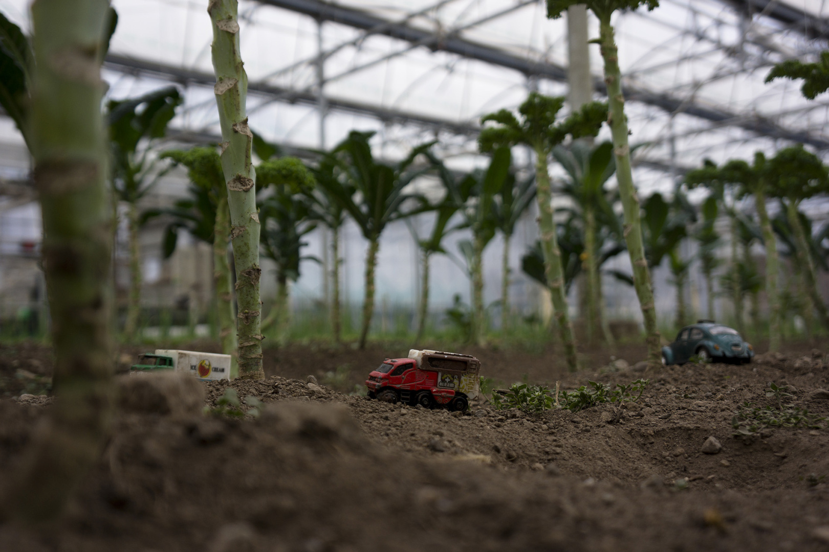 Kale plants at the greenhouse at Stone Barns, New York, USA Kale plants at the greenhouse at Stone Barns, New York, USA