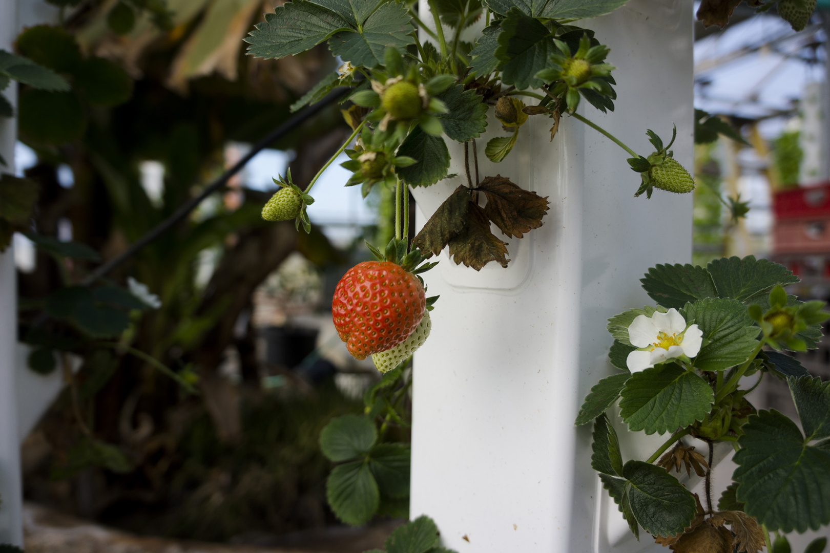 Strawberries grown in hydroponic Strawberries grown in hydroponic