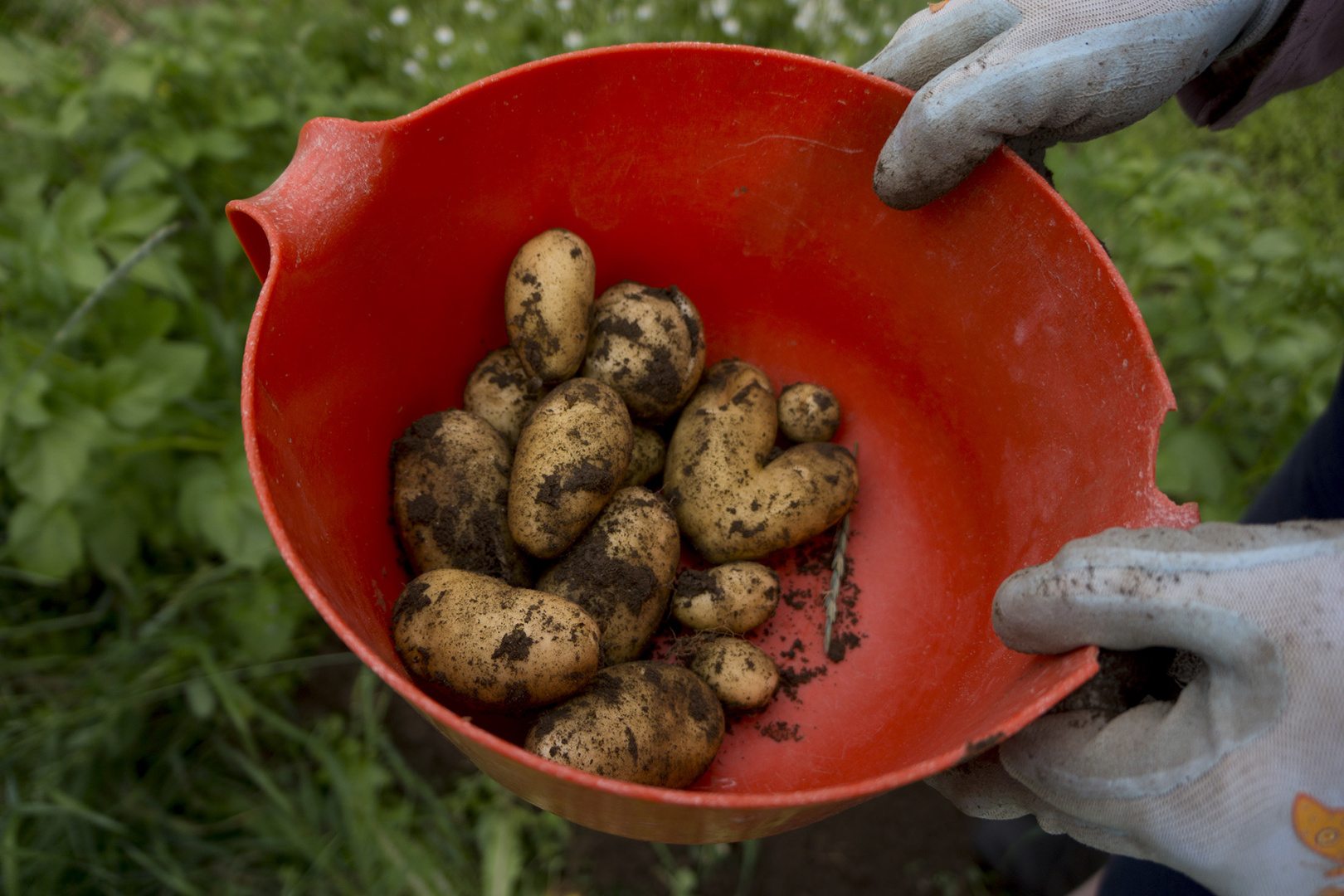 First potatoes - even hard shaped First potatoes - even hard shaped
