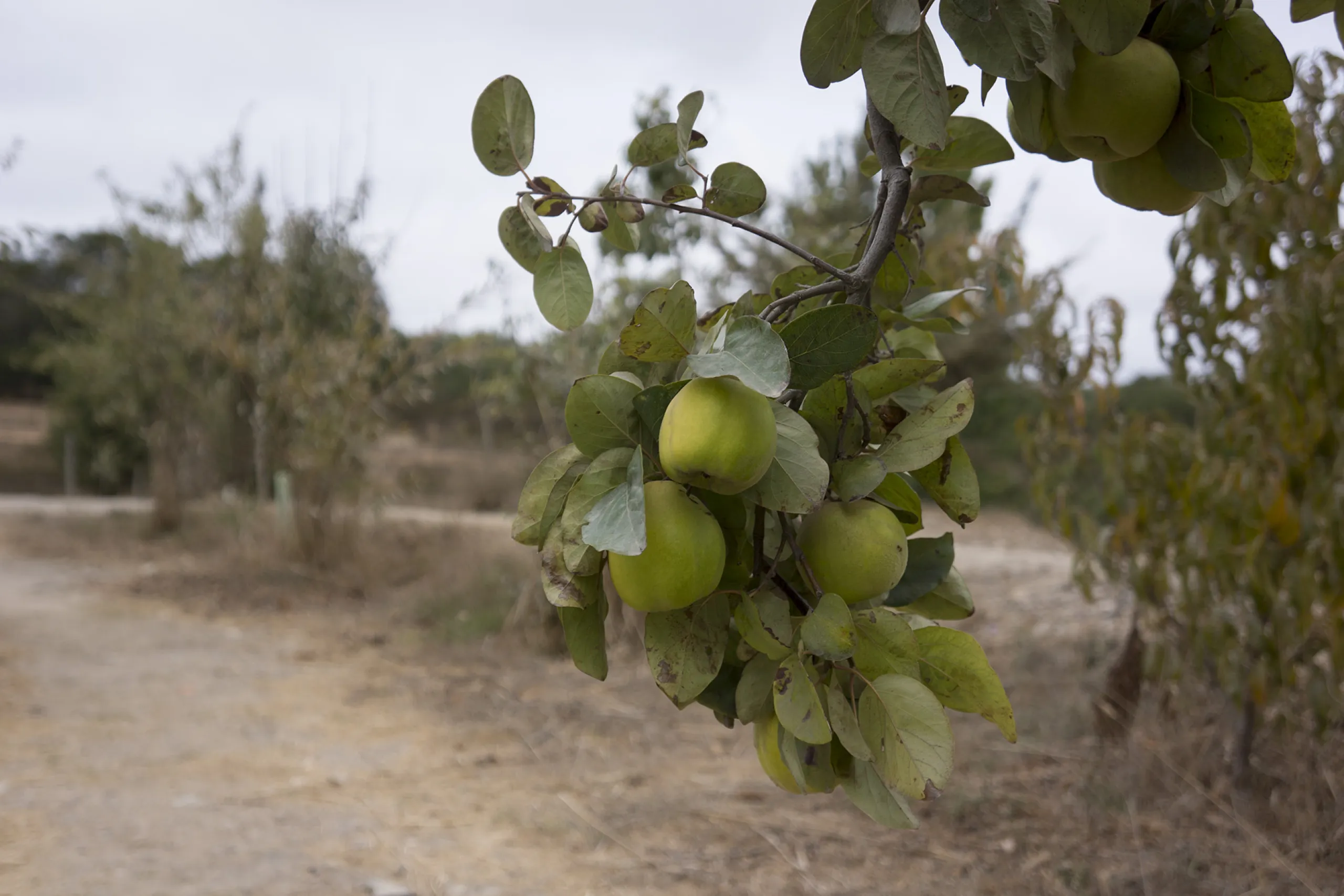 Apples, plenty of