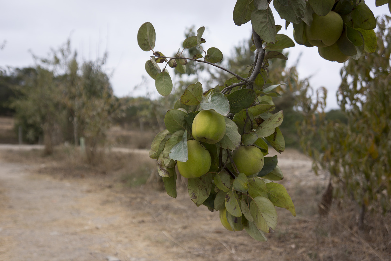 Apples, plenty of