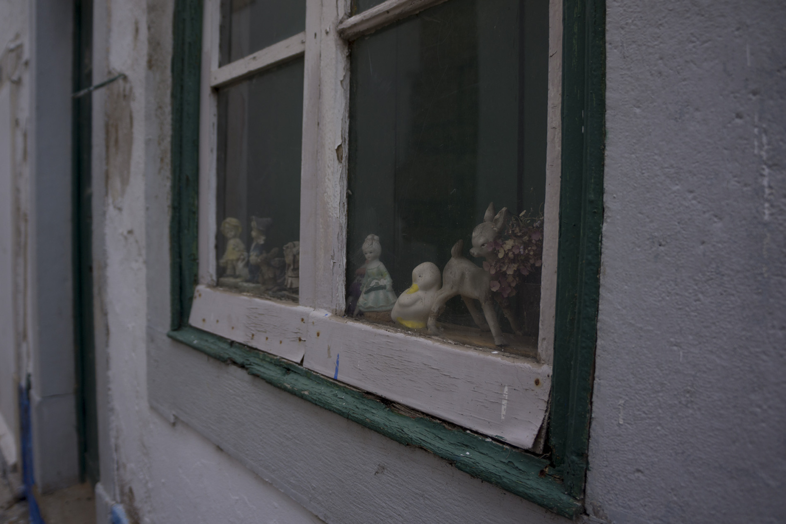 A white duck sitting in a window A white duck sitting in a window