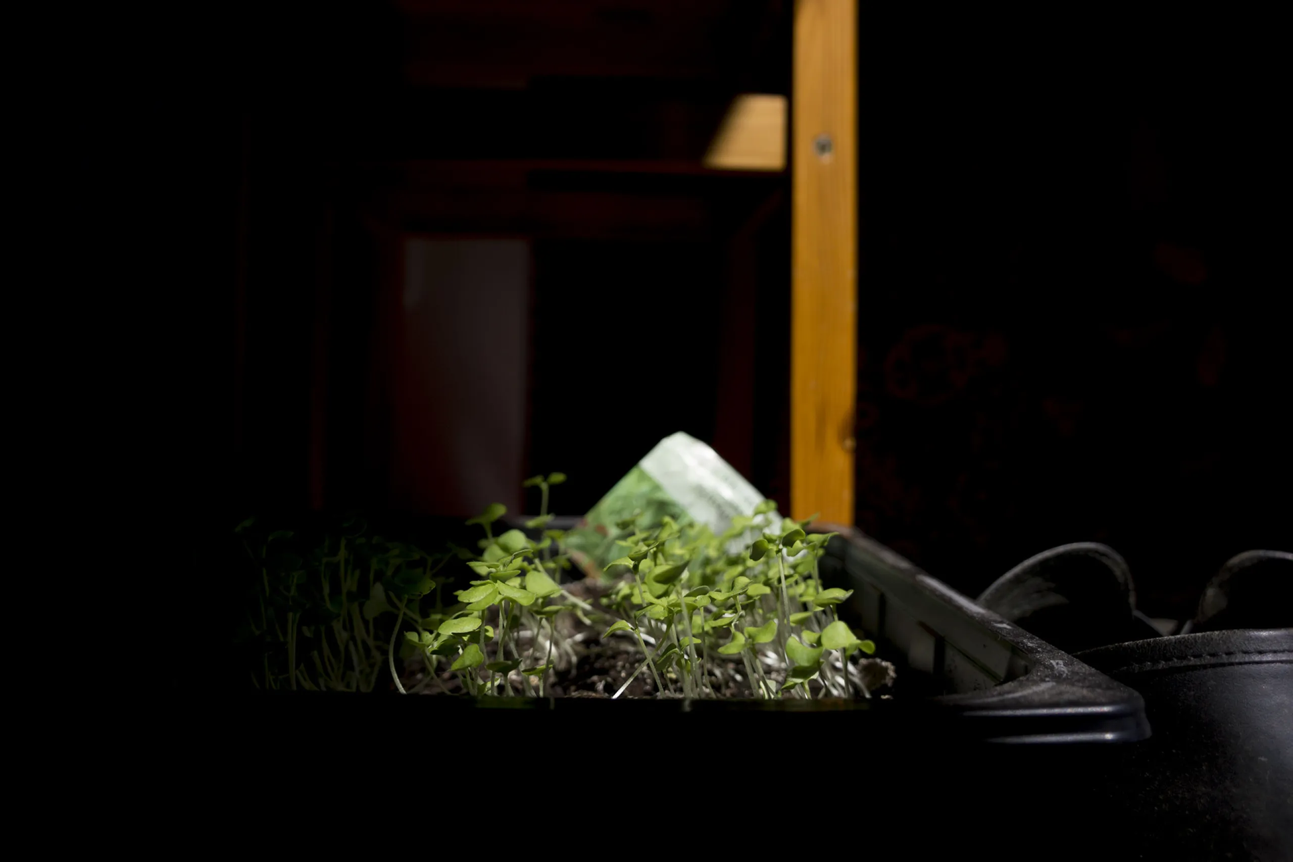 Growing the seeds of the future
