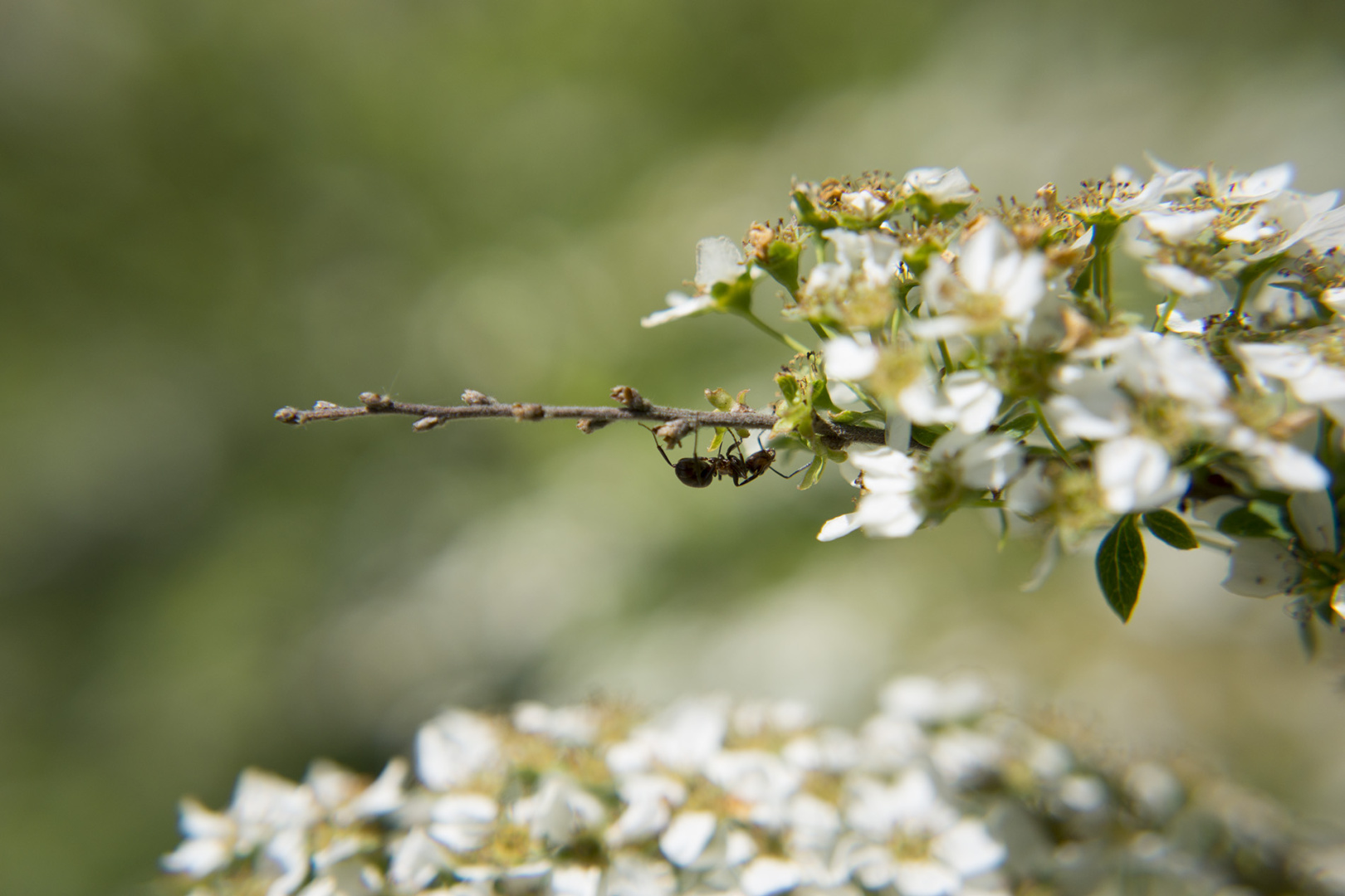 A ant sitting on a flower. A ant sitting on a flower.