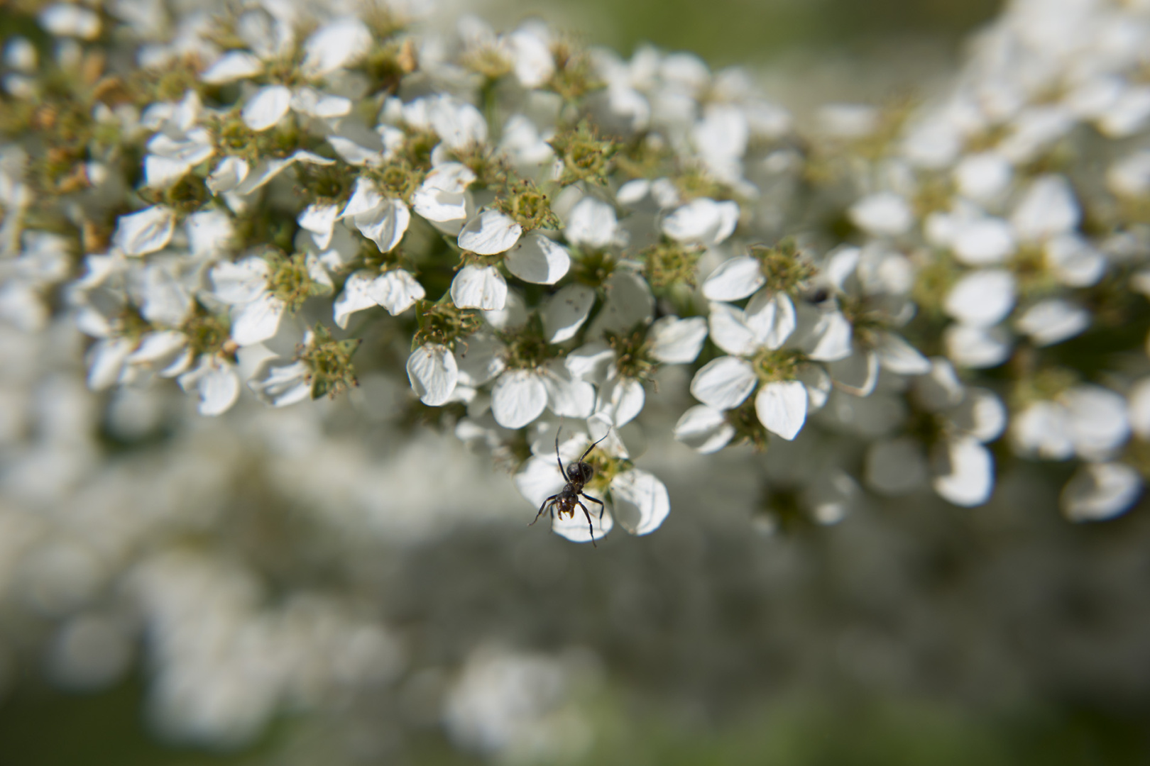 Detail photo of an ant sitting on a plant leave Detail photo of an ant sitting on a plant leave