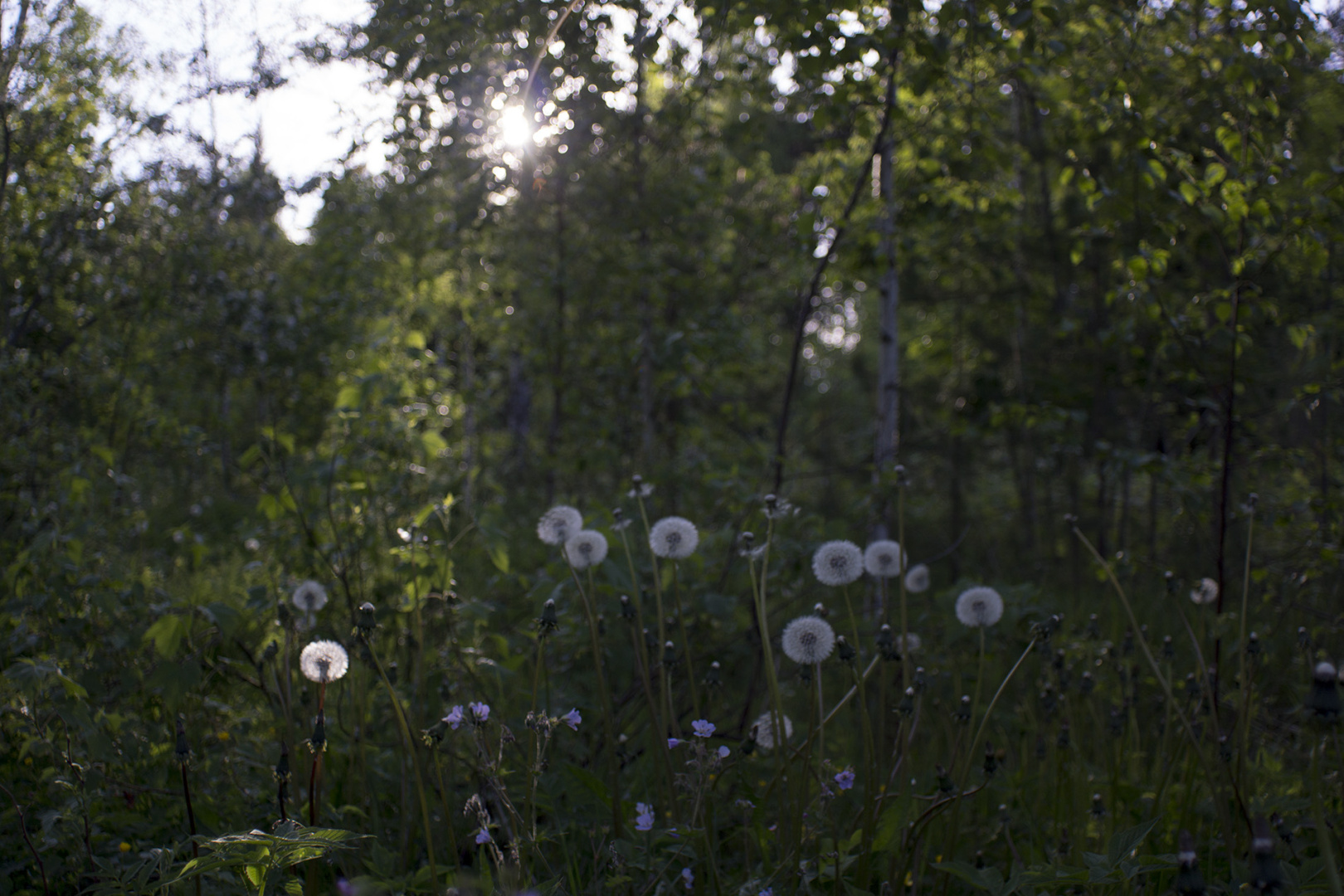 Field of dandelions in sunshine Field of dandelions in sunshine