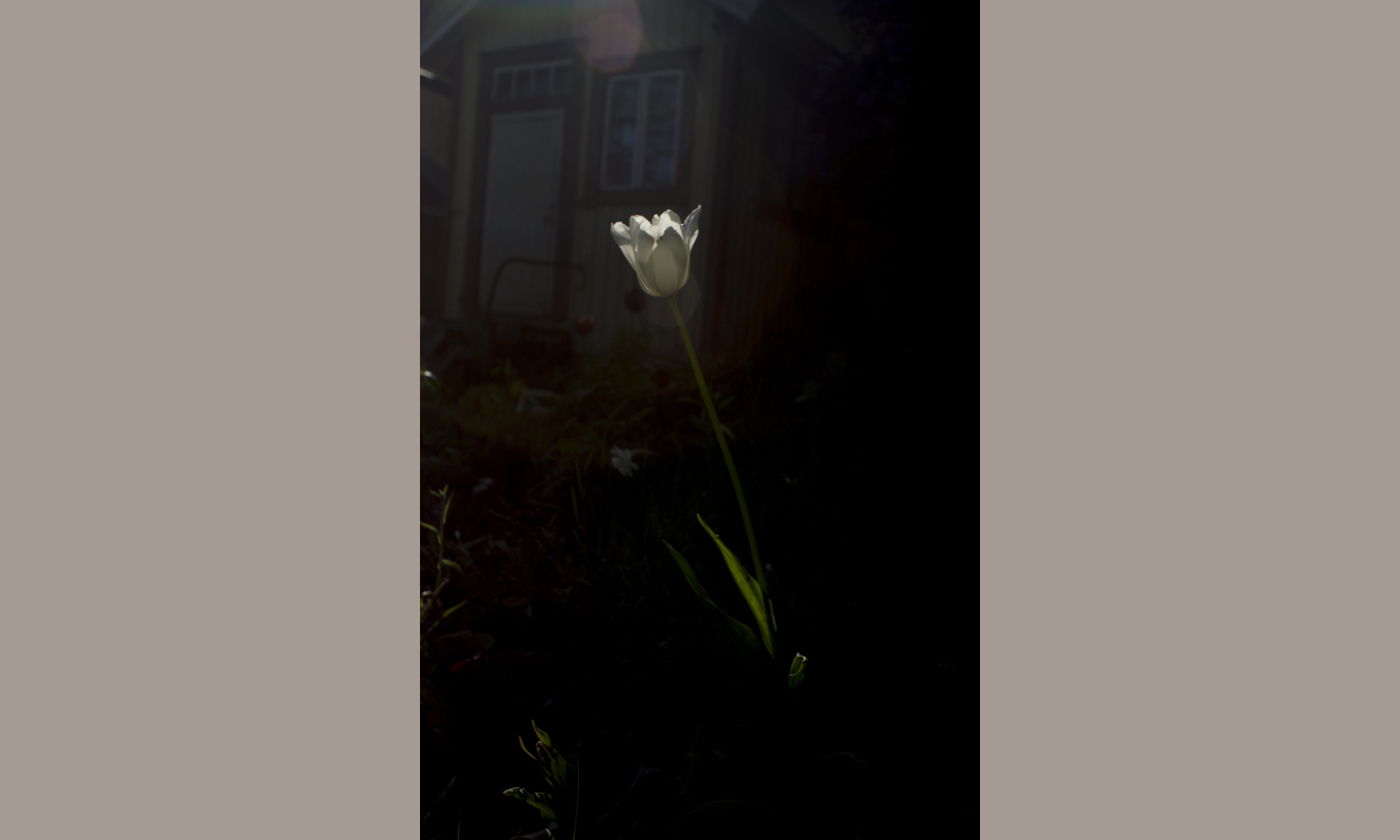 White tulip in sunshine White tulip in sunshine