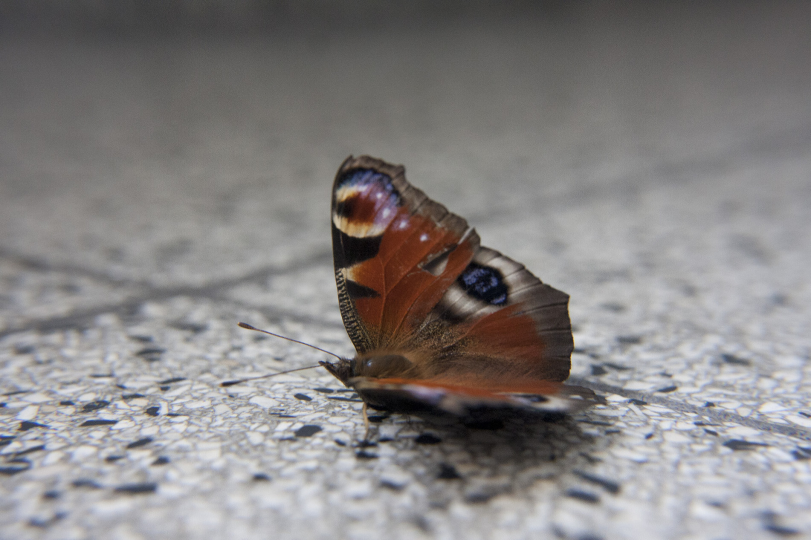 A butterfly that has reached its end of live A butterfly that has reached its end of live