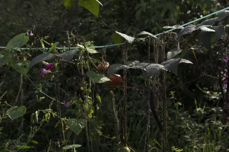 I like tomatoes, growing only for seeds I like tomatoes, growing only for seeds