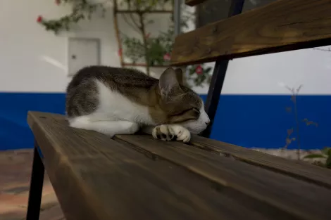 loci the cat sleeping on a bank in Tamera, Portugal loci the cat sleeping on a bank in Tamera, Portugal