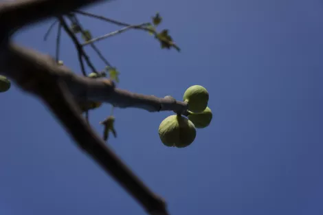 ripe figs on a tree read to be cropped ripe figs on a tree read to be cropped