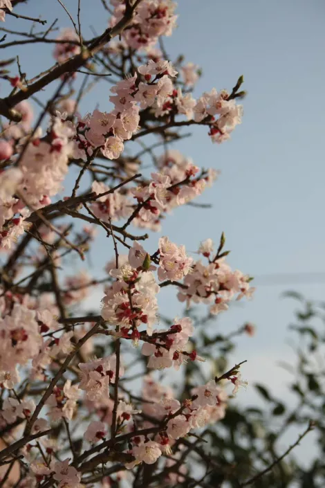 sakura - photographie by Dominik Jais