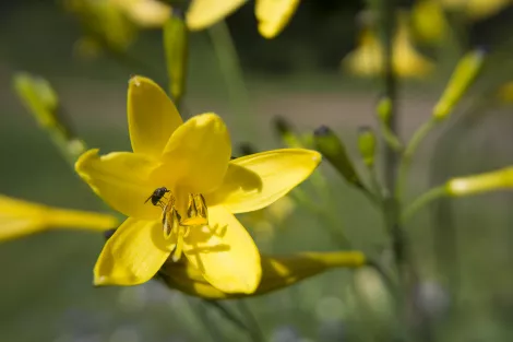 Close-up of a yellow flower Close-up of a yellow flower