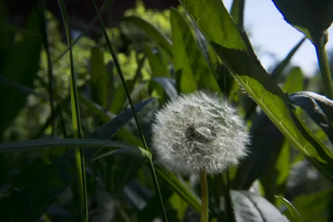 A dandelion ready to be blown away A dandelion ready to be blown away