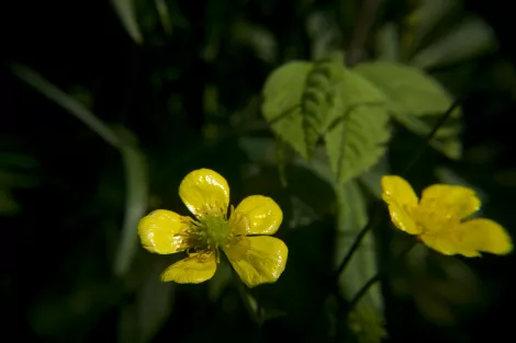 A yellow flower in front of green A yellow flower in front of green