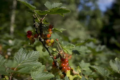 Red currents hanging on a bush