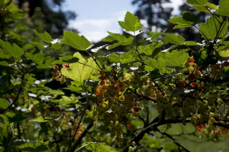 Red currents hanging on a bush