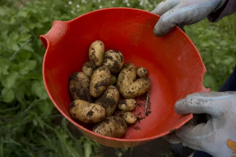 First potatoes - even hard shaped