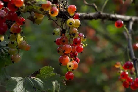 Red currents hanging on a bush