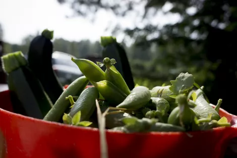 Peas fresh from the garden