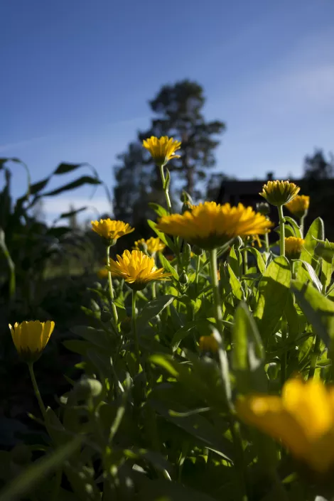 Yellow Flowers