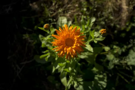 Marigolds