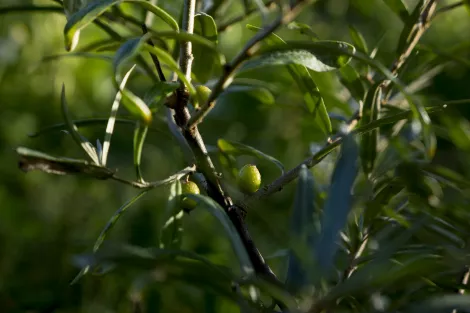 Sea Buckthorns