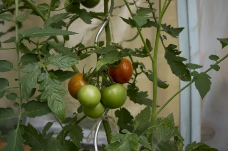 Tomatoes in a small greenhouse shelter