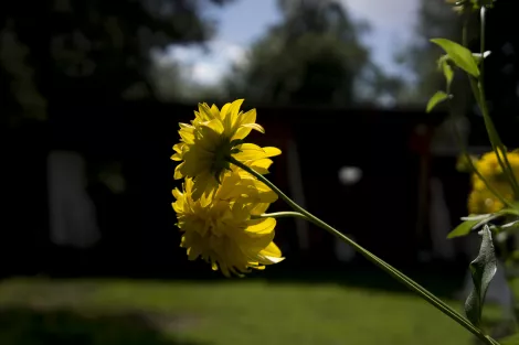 Yellow Flower