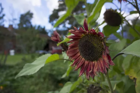 Red Sunflowers