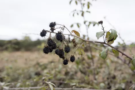 Blackberries