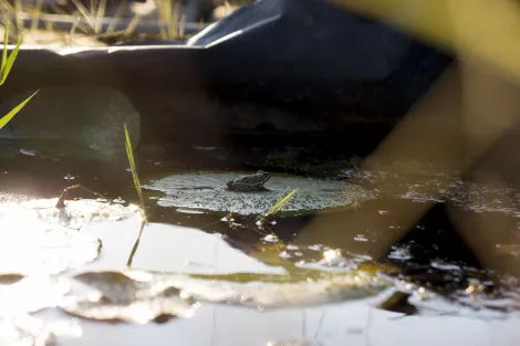 A frog sitting on a leaf in a pond