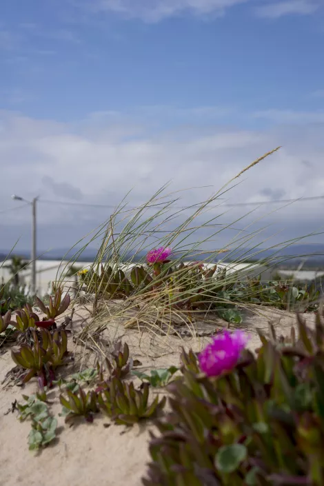 Flowers at the beach of Faro, Portugal