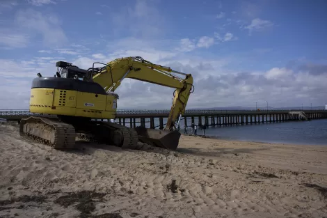 A caterpillar resting at the beach of Faro, Portugal