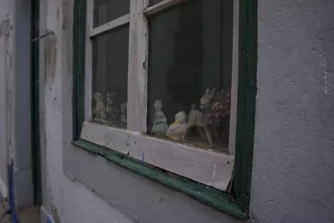 A white duck sitting in a window A white duck sitting in a window