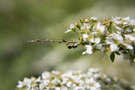 A ant sitting on a flower. A ant sitting on a flower.