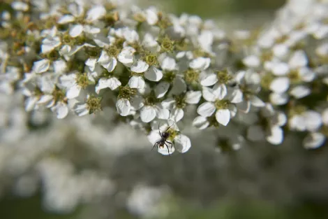 Detail photo of an ant sitting on a plant leave