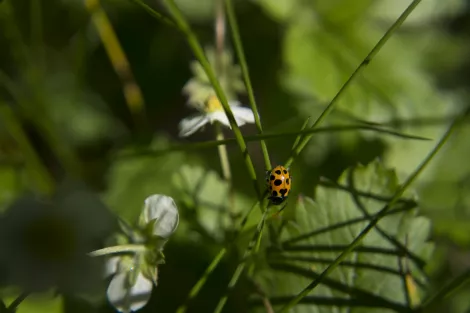 A ladybeetle at a flower A ladybeetle at a flower