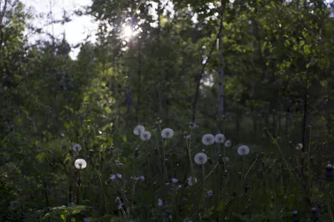 Field of dandelions in sunshine Field of dandelions in sunshine