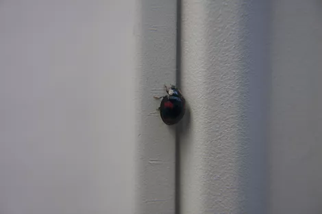 a small ladybird during a rainy day